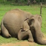 Arjuna Elephant Death: Understanding Human-Elephant Conflicts and Tragic Wildlife Encounters