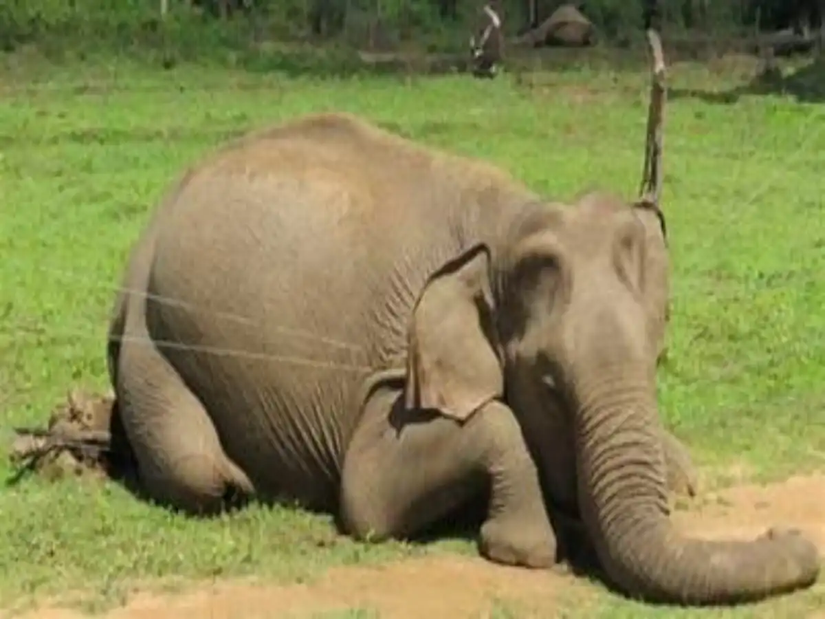 Arjuna Elephant Death: Understanding Human-Elephant Conflicts and Tragic Wildlife Encounters