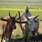 Empowering Bihar Farmers: Interest-Free Agricultural Loans Soon