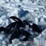 User Pod of killer whales trapped in sea of ice just off Japan’s coast and there’s nothing officials can do but wait: ‘We have no choice’ ChatGPT Created with AIPRM Prompt "News Headline Generator" "Icebound Symphony: Killer Whales' Struggle Unfolds Near Japan's Shore"