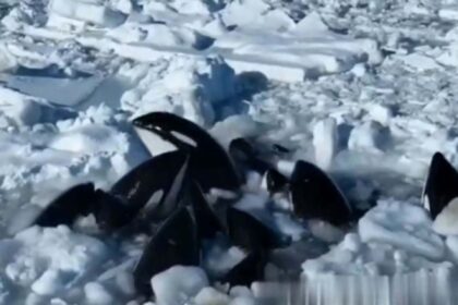 User Pod of killer whales trapped in sea of ice just off Japan’s coast and there’s nothing officials can do but wait: ‘We have no choice’ ChatGPT Created with AIPRM Prompt "News Headline Generator" "Icebound Symphony: Killer Whales' Struggle Unfolds Near Japan's Shore"