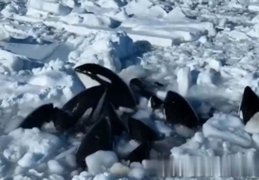 User Pod of killer whales trapped in sea of ice just off Japan’s coast and there’s nothing officials can do but wait: ‘We have no choice’ ChatGPT Created with AIPRM Prompt "News Headline Generator" "Icebound Symphony: Killer Whales' Struggle Unfolds Near Japan's Shore"