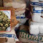 "Chhattisgarh's Record Ganja Haul: Inside the 15 Crore Seizure Operation"