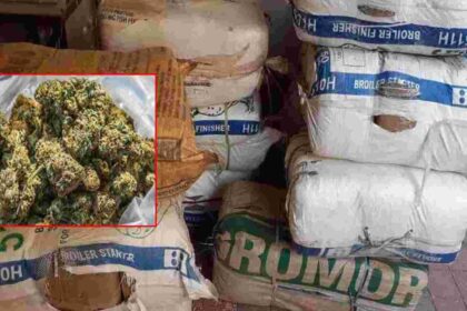 "Chhattisgarh's Record Ganja Haul: Inside the 15 Crore Seizure Operation"