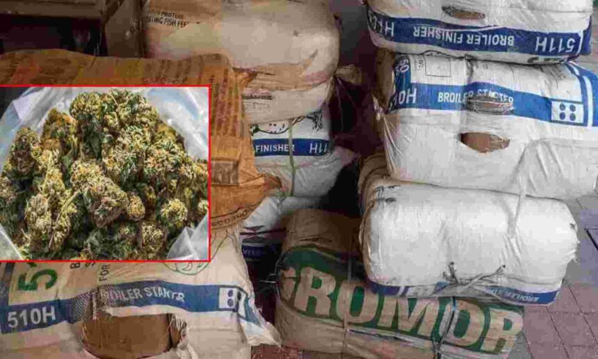 "Chhattisgarh's Record Ganja Haul: Inside the 15 Crore Seizure Operation"