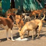 20 Stray Dogs Shot Dead In Telangana, Probe Initiated