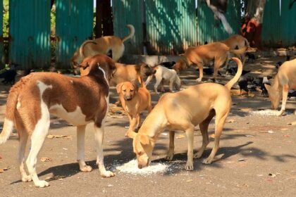 20 Stray Dogs Shot Dead In Telangana, Probe Initiated