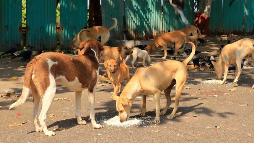 20 Stray Dogs Shot Dead In Telangana, Probe Initiated