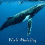 Ocean Royalty Revealed: World Whale Day Spectacle Unveiled