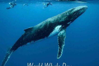 Ocean Royalty Revealed: World Whale Day Spectacle Unveiled