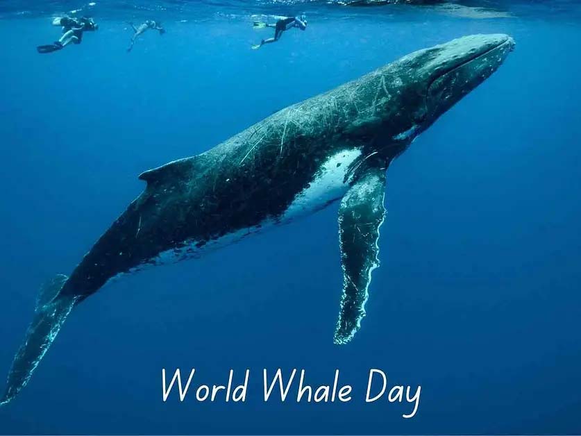 Ocean Royalty Revealed: World Whale Day Spectacle Unveiled