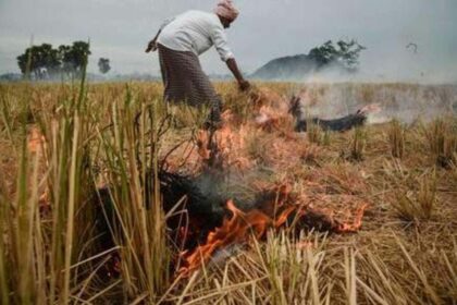 Haryana Pollution Solution: Centre's Biomass Briquette Strategy