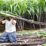 Cabinet's Bold Move: Skyrocketing Sugarcane FRP Amid Protests