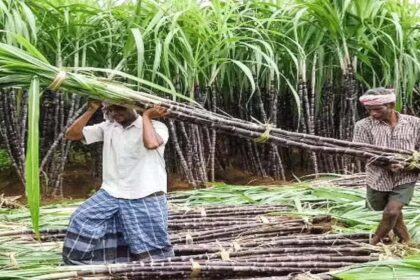 Cabinet's Bold Move: Skyrocketing Sugarcane FRP Amid Protests