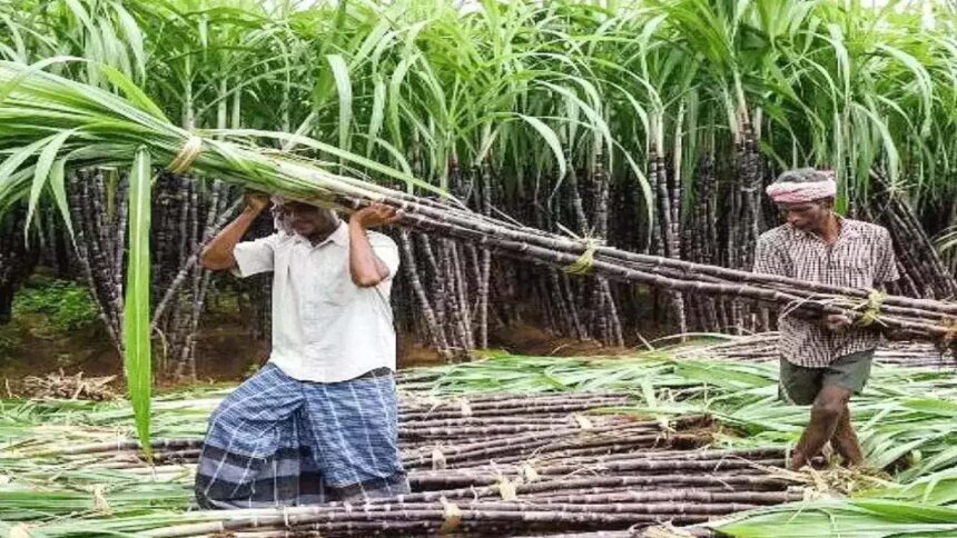 Cabinet's Bold Move: Skyrocketing Sugarcane FRP Amid Protests