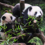 Diplomatic Delight: China's Panda Present Boosts San Diego Zoo's Global Appeal