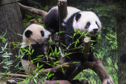 Diplomatic Delight: China's Panda Present Boosts San Diego Zoo's Global Appeal