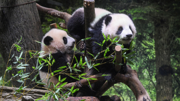 Diplomatic Delight: China's Panda Present Boosts San Diego Zoo's Global Appeal