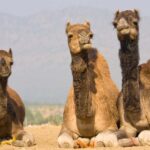 Meerut's Stolen Camels: Man's Battle for Justice Heats Up