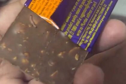 Cadbury's Shock: Telangana Report Reveals Unwanted Guests in Chocolates