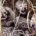 Nature's Miracle: Cheetah Gamini Adds Five Cubs, Boosting Kuno's Big Cat Tally