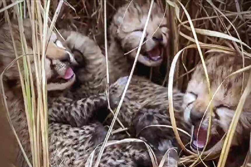 Nature's Miracle: Cheetah Gamini Adds Five Cubs, Boosting Kuno's Big Cat Tally