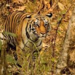 Tiger Migration: Rajaji Reserve Welcomes New Tigress