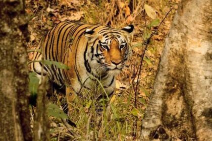 Tiger Migration: Rajaji Reserve Welcomes New Tigress