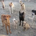 Telangana Retaliates: Trio Arrested for Executing 20 Stray Dogs