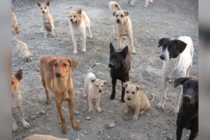 Telangana Retaliates: Trio Arrested for Executing 20 Stray Dogs