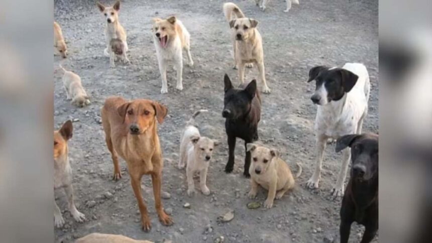 Telangana Retaliates: Trio Arrested for Executing 20 Stray Dogs