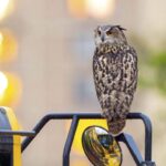 New York City's Tearful Tribute to Flaco, the Beloved Owl