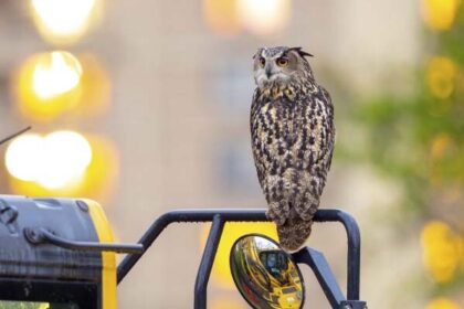 New York City's Tearful Tribute to Flaco, the Beloved Owl