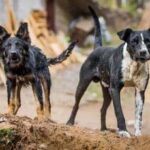 Brutal Tragedy: Stray Dogs' Fatal Assault