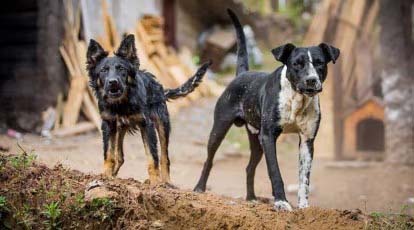 Brutal Tragedy: Stray Dogs' Fatal Assault