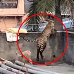 Wild Alarm: 10 Injured as Leopard Roams North Delhi Village