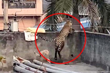 Wild Alarm: 10 Injured as Leopard Roams North Delhi Village