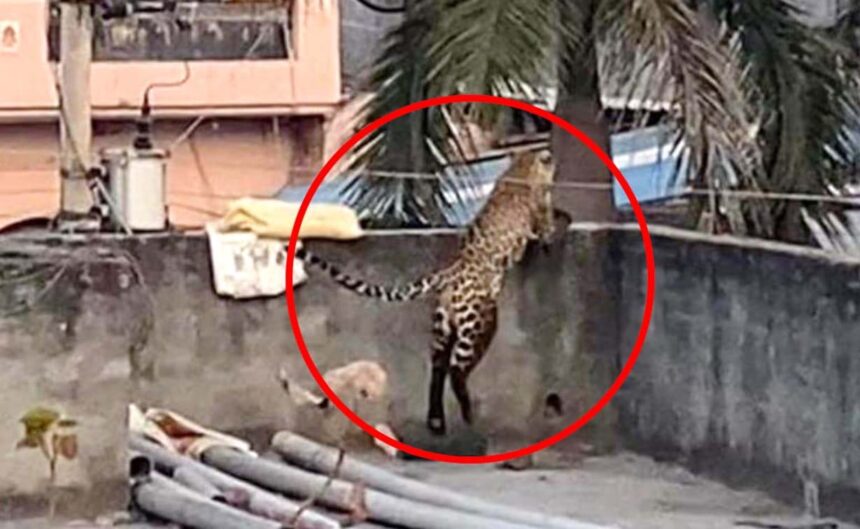 Wild Alarm: 10 Injured as Leopard Roams North Delhi Village