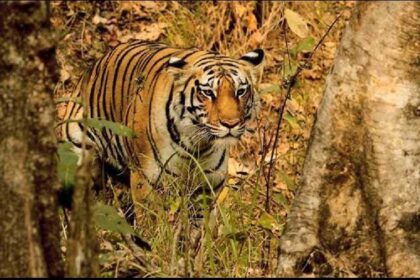 Innovative Azolla Saves Palamu's Tiger Habitat