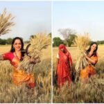 Mathura: BJP's Hema Malini Campaigns in Wheat Fields