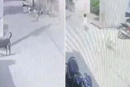 5-Year-Old Girl Attacked by Dogs in Aligarh