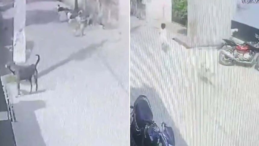 5-Year-Old Girl Attacked by Dogs in Aligarh