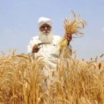 US Senators: Oppose India's Wheat Subsidies