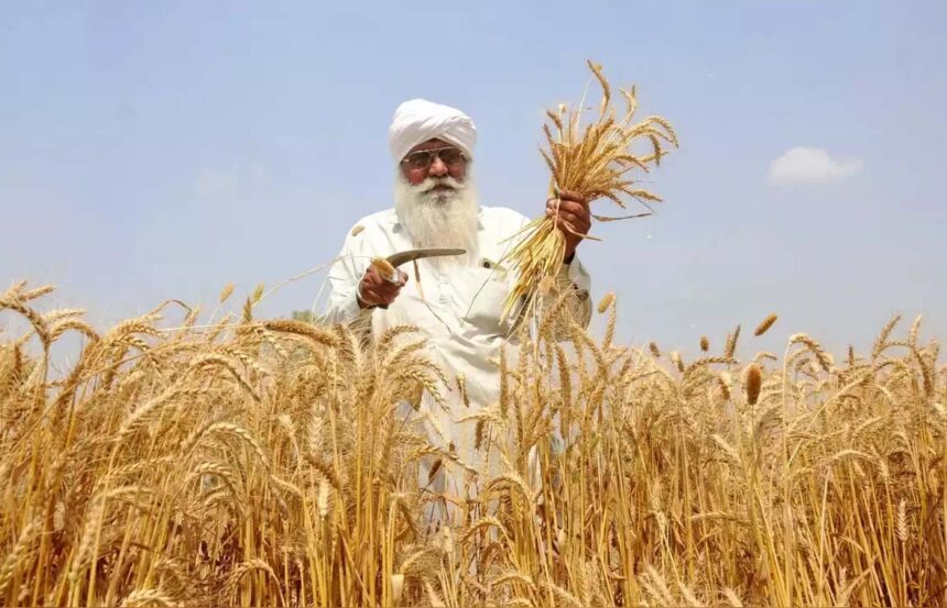 US Senators: Oppose India's Wheat Subsidies