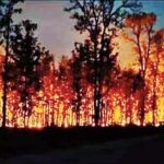 Flames Threaten Odisha Tiger Reserve's Pristine Habitat