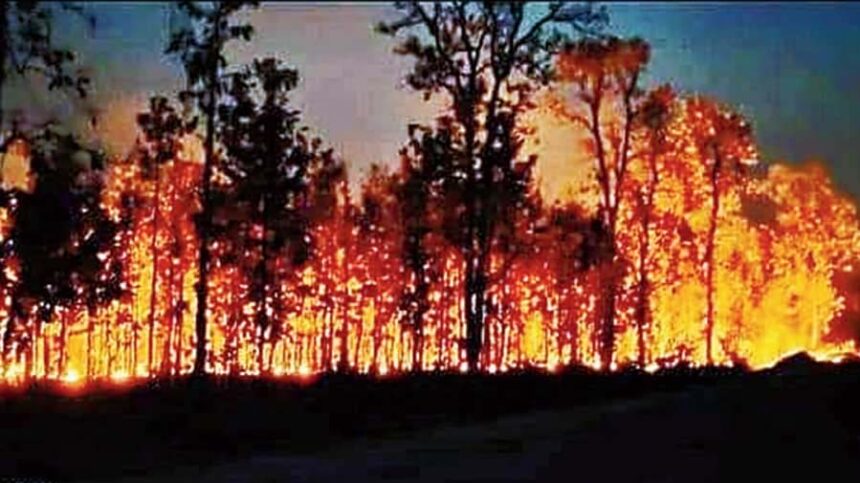 Flames Threaten Odisha Tiger Reserve's Pristine Habitat