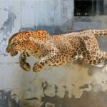 Village Horror: Leopard Strikes, Panic in Uttar Pradesh