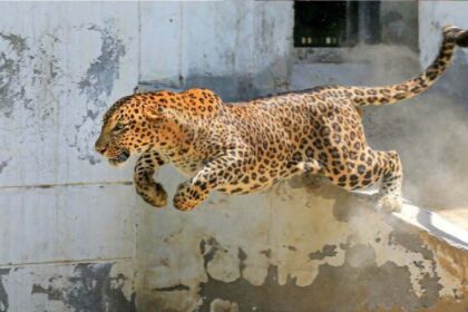 Village Horror: Leopard Strikes, Panic in Uttar Pradesh