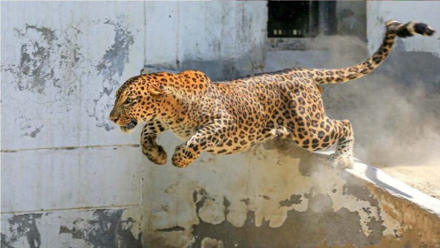 Village Horror: Leopard Strikes, Panic in Uttar Pradesh