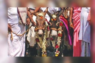 Rain God Rendezvous: Donkey Nuptials Amid Coimbatore Drought